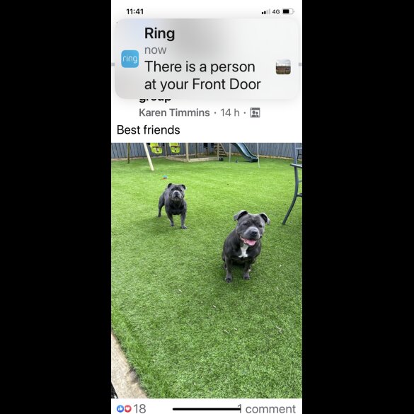 Staffordshire Bull Terrier - Both