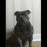 Staffordshire Bull Terrier - Both