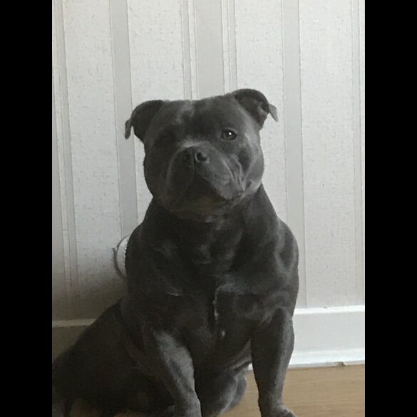 Staffordshire Bull Terrier - Both
