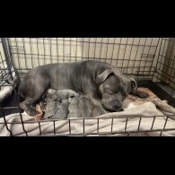 Staffordshire Bull Terrier - Both