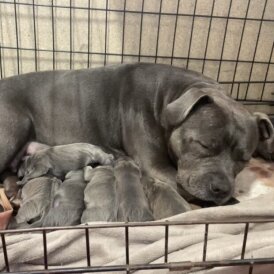 Staffordshire Bull Terrier - Both