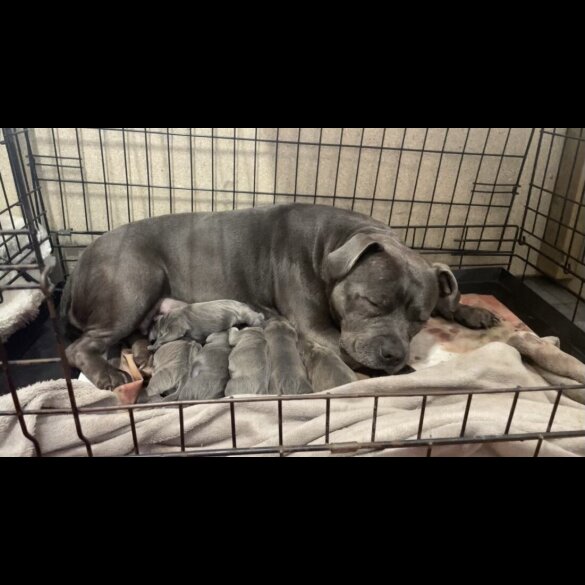 Staffordshire Bull Terrier - Both
