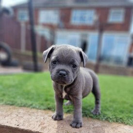 Staffordshire Bull Terrier - Both