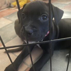 Staffordshire Bull Terrier - Both