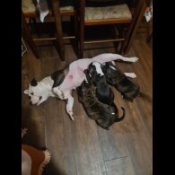 Staffordshire Bull Terrier - Bitches