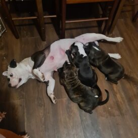 Staffordshire Bull Terrier - Bitches