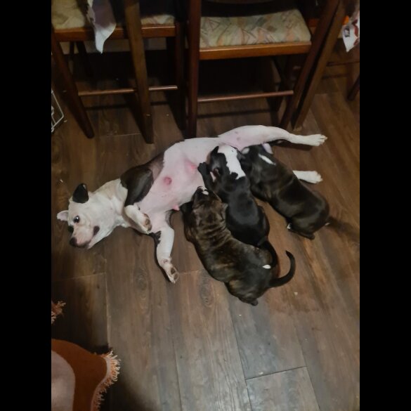 Staffordshire Bull Terrier - Bitches