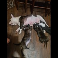 Staffordshire Bull Terrier - Bitches