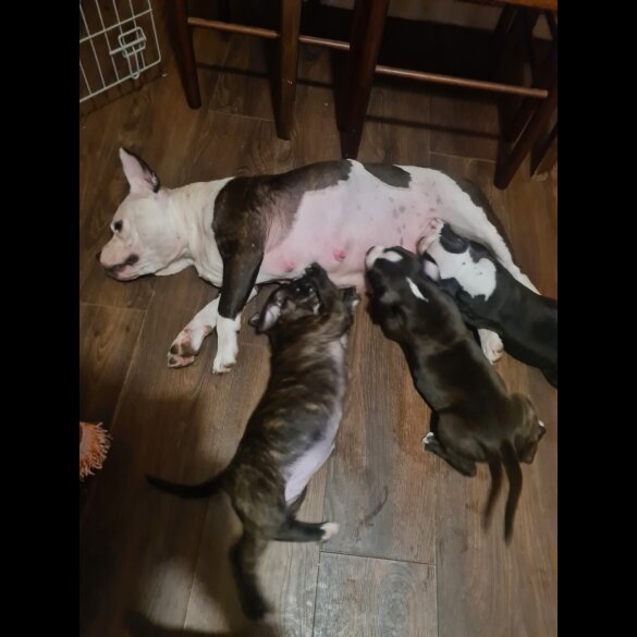 Staffordshire Bull Terrier - Bitches