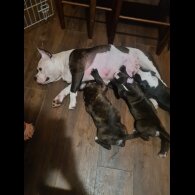 Staffordshire Bull Terrier - Bitches