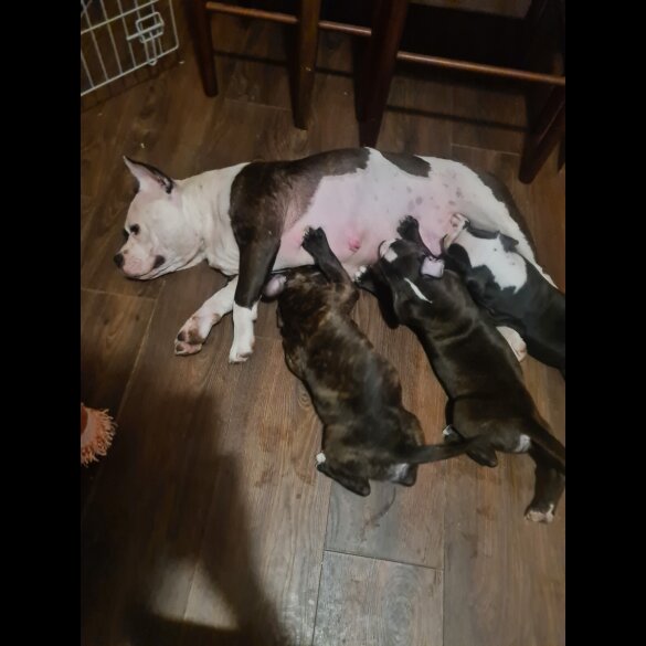 Staffordshire Bull Terrier - Bitches