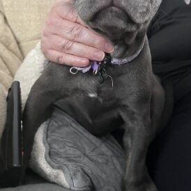 Staffordshire Bull Terrier - Both