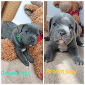 Staffordshire Bull Terrier - Dogs