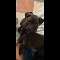 Staffordshire Bull Terrier - Both