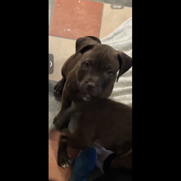 Staffordshire Bull Terrier - Both