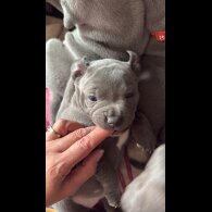 Staffordshire Bull Terrier - Both