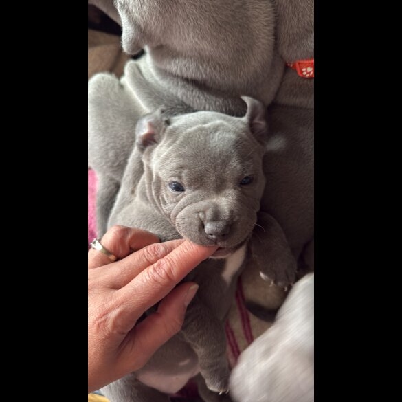 Staffordshire Bull Terrier - Both