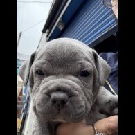 Staffordshire Bull Terrier - Both