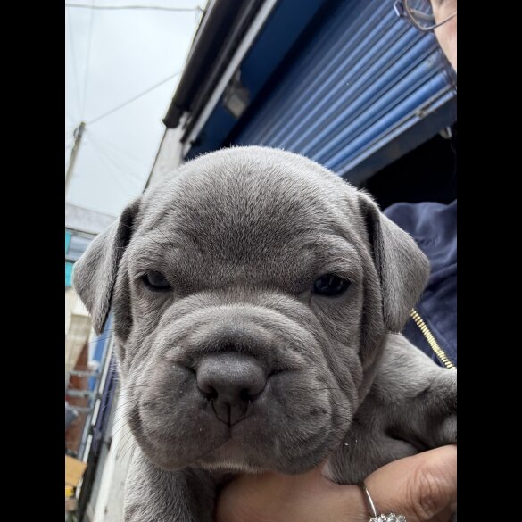 Staffordshire Bull Terrier - Both