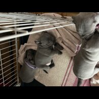 Staffordshire Bull Terrier - Both