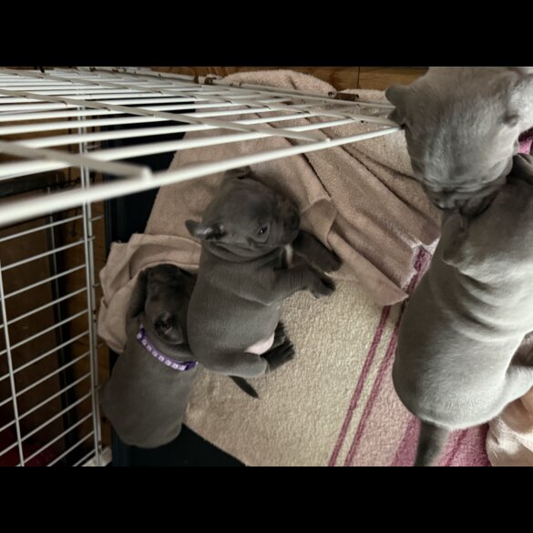 Staffordshire Bull Terrier - Both