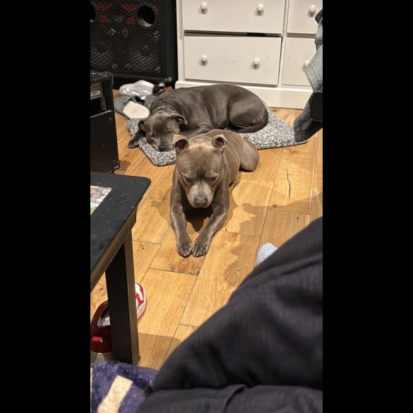 Staffordshire Bull Terrier - Both