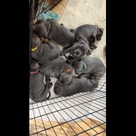 Staffordshire Bull Terrier - Both