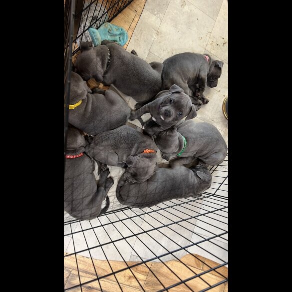 Staffordshire Bull Terrier - Both
