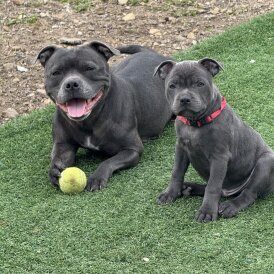Staffordshire Bull Terrier - Dogs