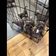 Staffordshire Bull Terrier - Both