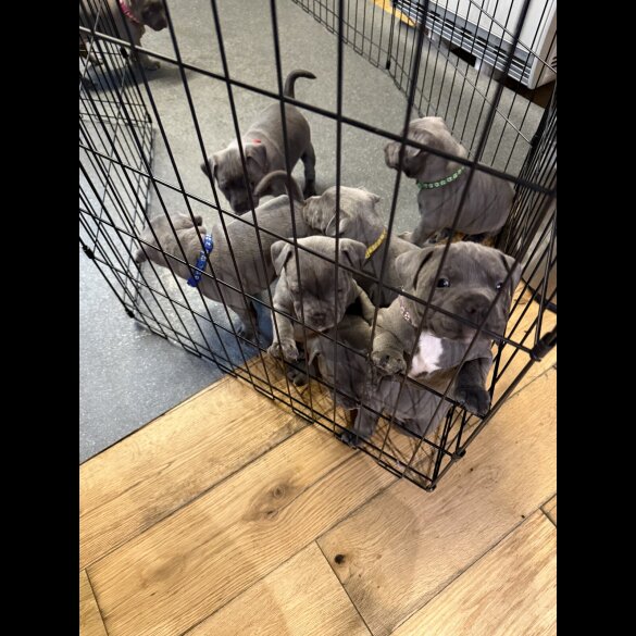 Staffordshire Bull Terrier - Both