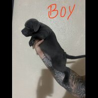 Staffordshire Bull Terrier - Both