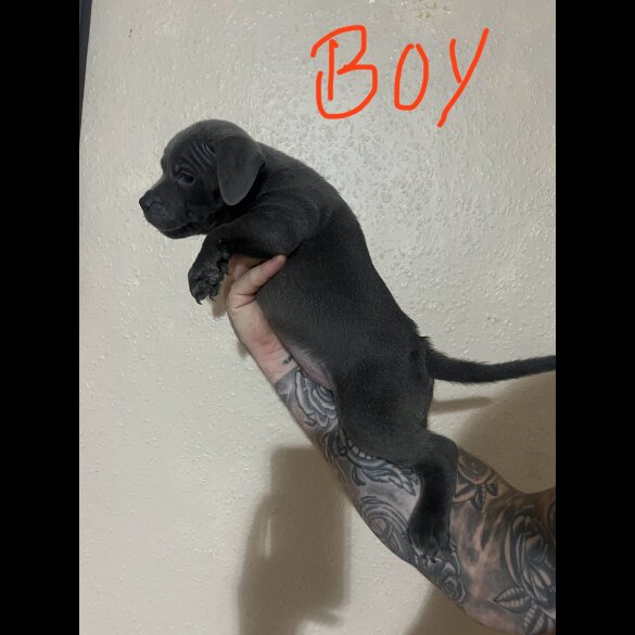 Staffordshire Bull Terrier - Both
