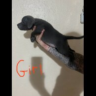 Staffordshire Bull Terrier - Both