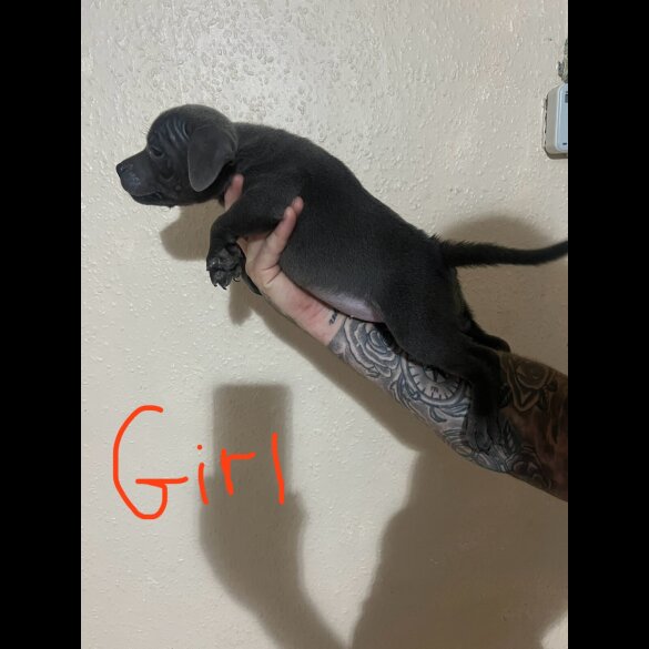 Staffordshire Bull Terrier - Both