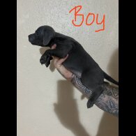 Staffordshire Bull Terrier - Both