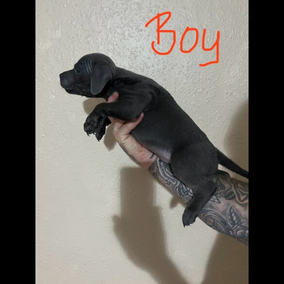 Staffordshire Bull Terrier - Both