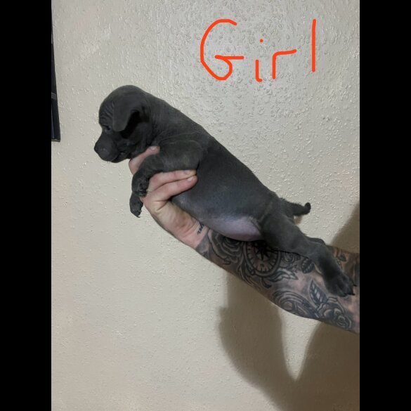 Staffordshire Bull Terrier - Both