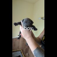 Staffordshire Bull Terrier - Dogs