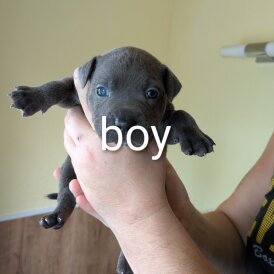 Staffordshire Bull Terrier - Dogs