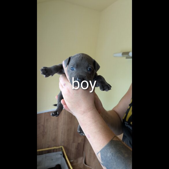 Staffordshire Bull Terrier - Dogs
