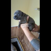 Staffordshire Bull Terrier - Dogs