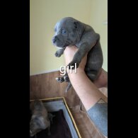 Staffordshire Bull Terrier - Dogs