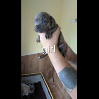 Staffordshire Bull Terrier - Dogs