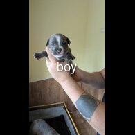 Staffordshire Bull Terrier - Dogs