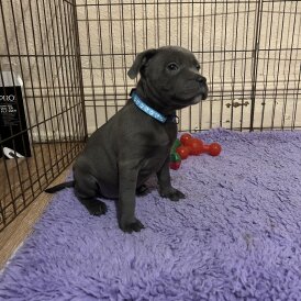 Staffordshire Bull Terrier - Both
