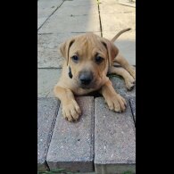 Staffordshire Bull Terrier - Dogs