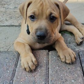 Staffordshire Bull Terrier - Dogs