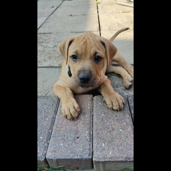 Staffordshire Bull Terrier - Dogs
