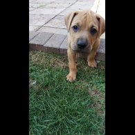 Staffordshire Bull Terrier - Dogs